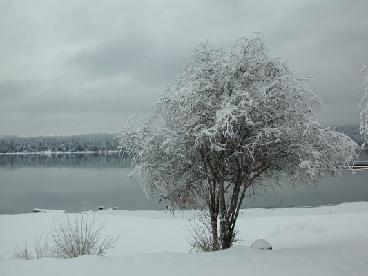 Payette Lake, Ice Tree