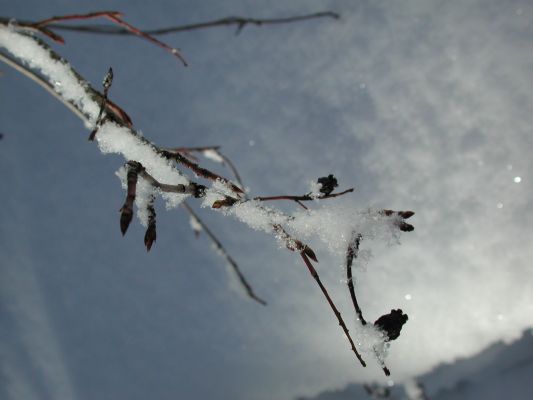 Ice Crystals Along Branch