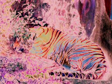 [To Cosmic Wind Main Page] Zen's Tiger, Psychedelicated