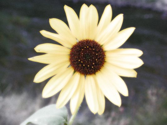 Sunflower Aglow