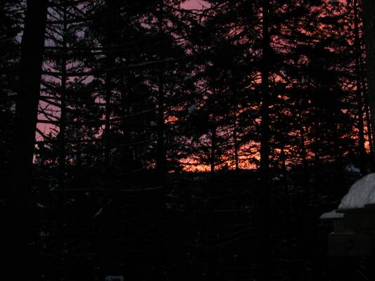 Early Morning Sunrise Thru Pines