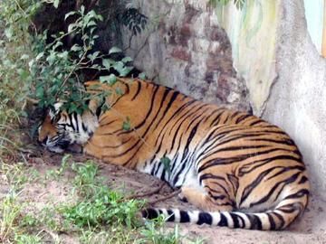 [To Cosmic Wind Main Page] Asian Tiger At Rest, Photo by Zen Oleary