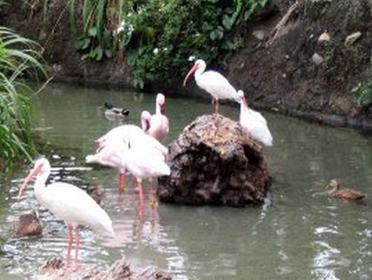 Ibis And Ducks