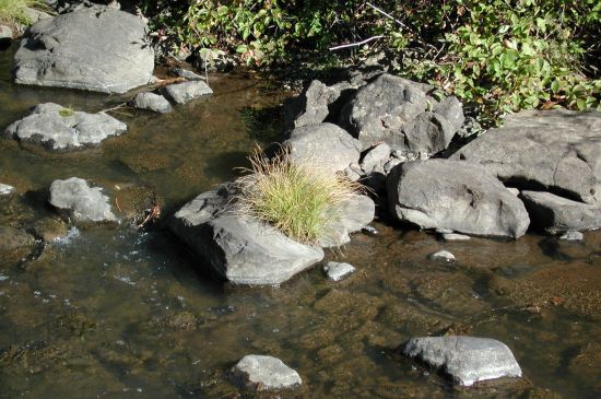 Rock, River, Grass