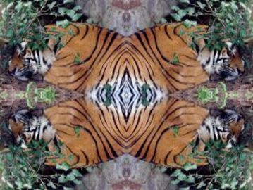 [To Cosmic Wind Main Page] Sleeping Tiger Yantra