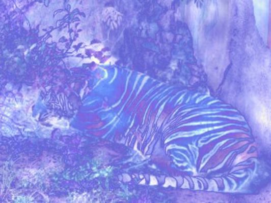 Zen Tiger Blue