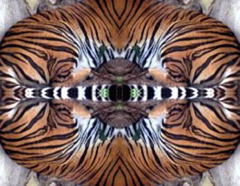 [To Cosmic Wind Main Page] Tiger Eye 1