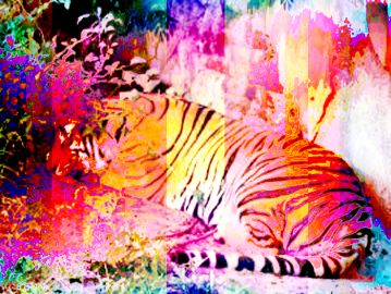 [To Cosmic Wind Main Page] Asian Tyger Tyger Burning Bright